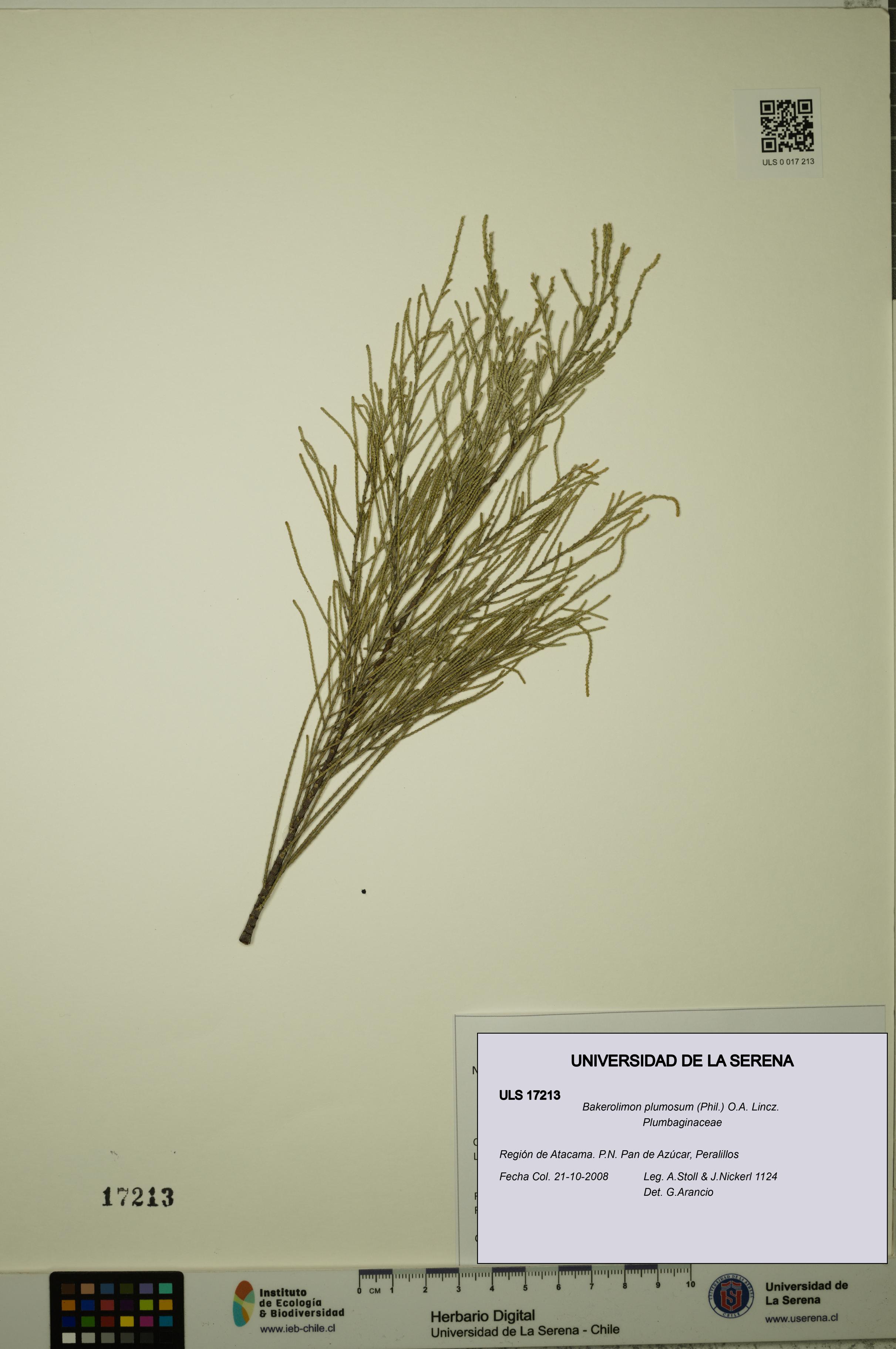 Bakerolimon plumosum [Espécimen: ULS:ULS:0017213]