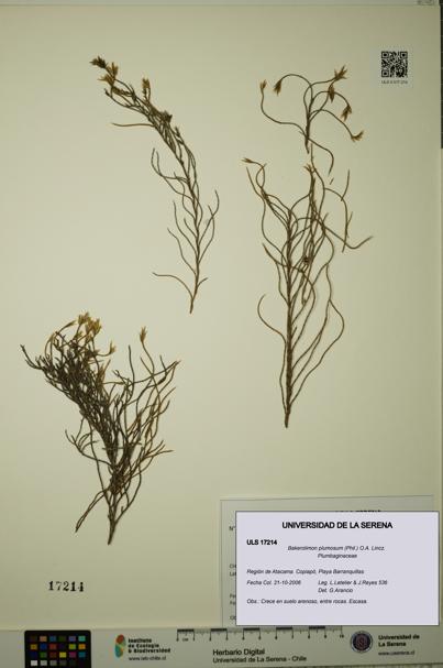 Bakerolimon plumosum [Espécimen: ULS:ULS:0017214]
