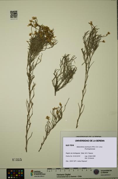 Bakerolimon plumosum [Espécimen: ULS:ULS:0017215]