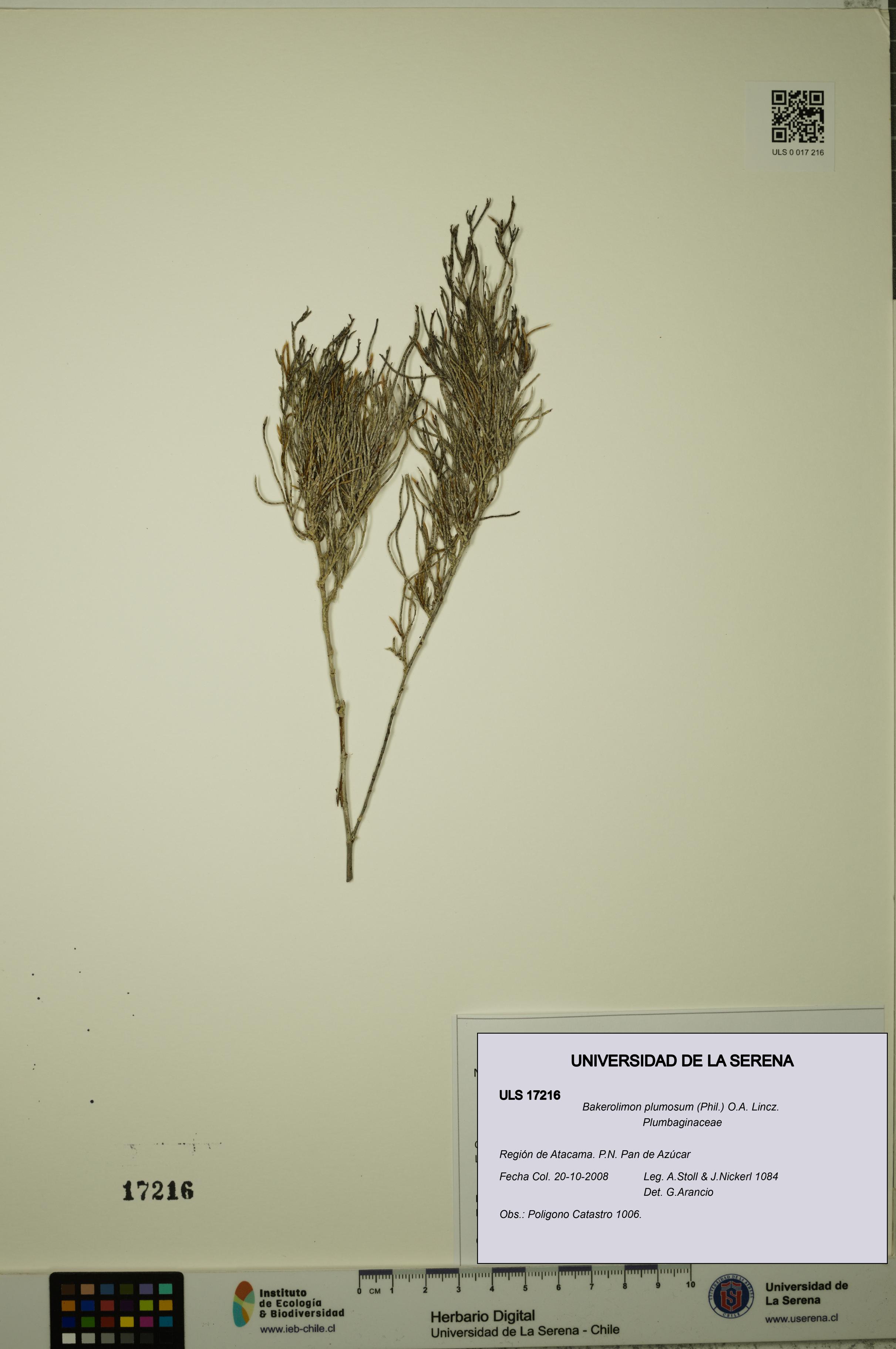 Bakerolimon plumosum [Espécimen: ULS:ULS:0017216]