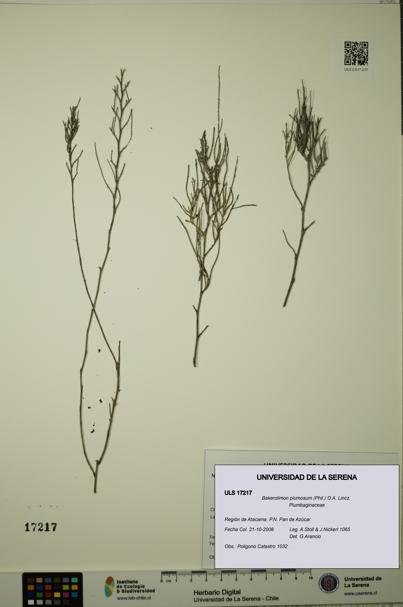 Bakerolimon plumosum [Espécimen: ULS:ULS:0017217]