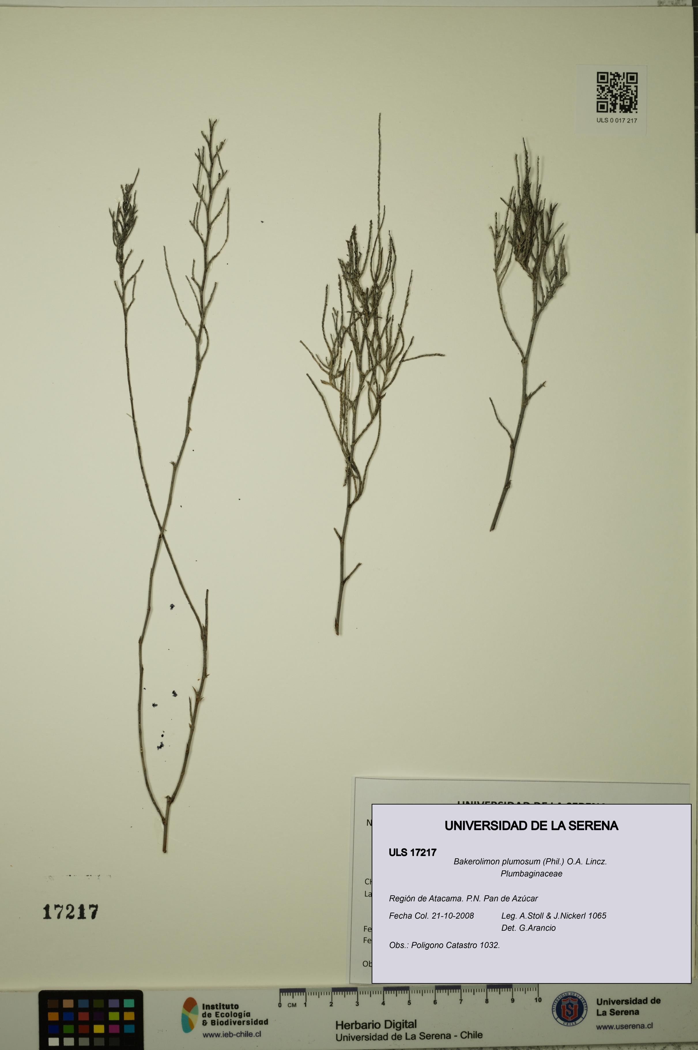 Bakerolimon plumosum [Espécimen: ULS:ULS:0017217]