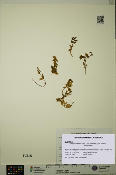 Senega salasiana [Espécimen: ULS:ULS:0017316]