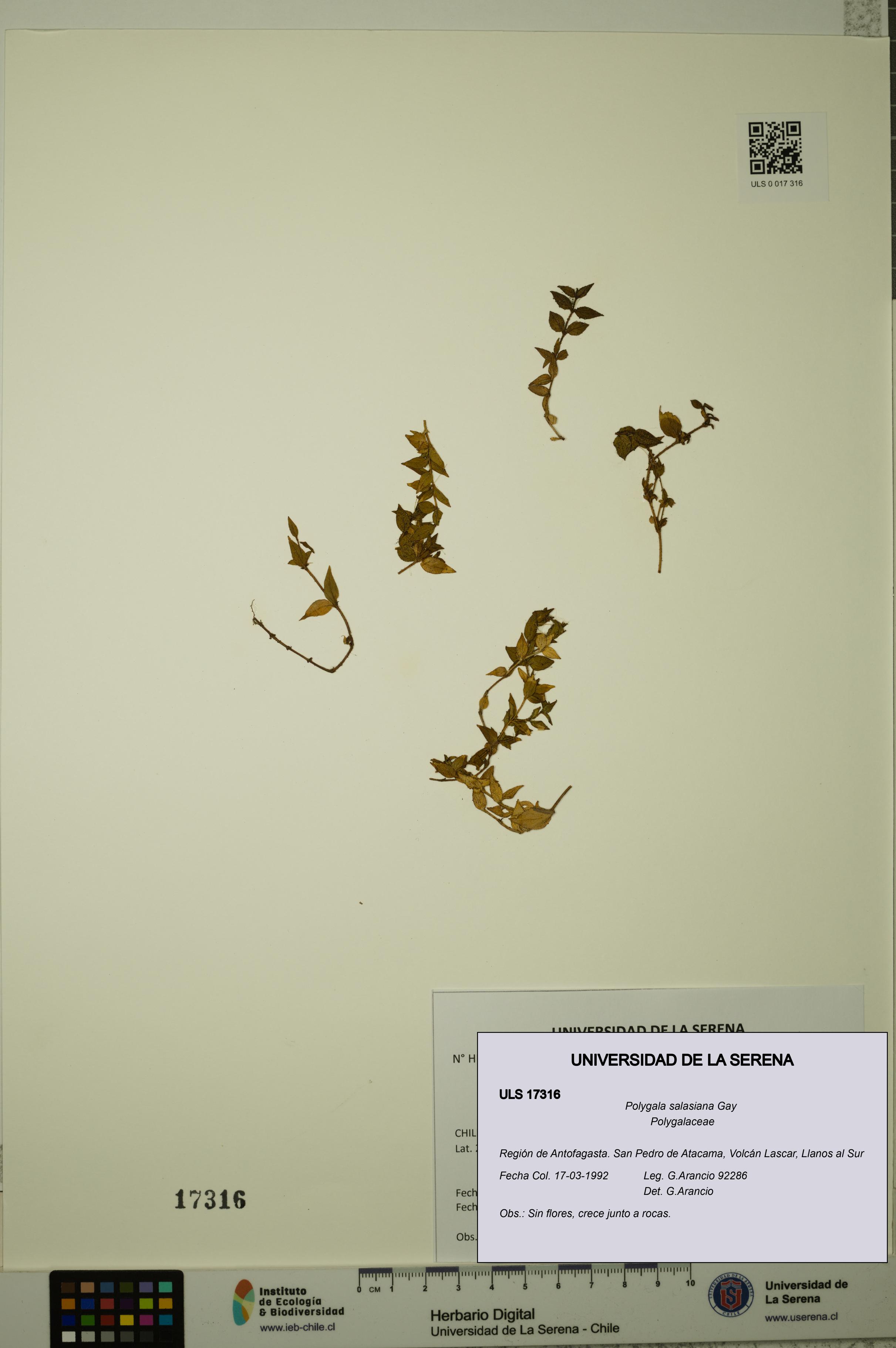 Polygala salasiana [Espécimen: ULS:ULS:0017316]