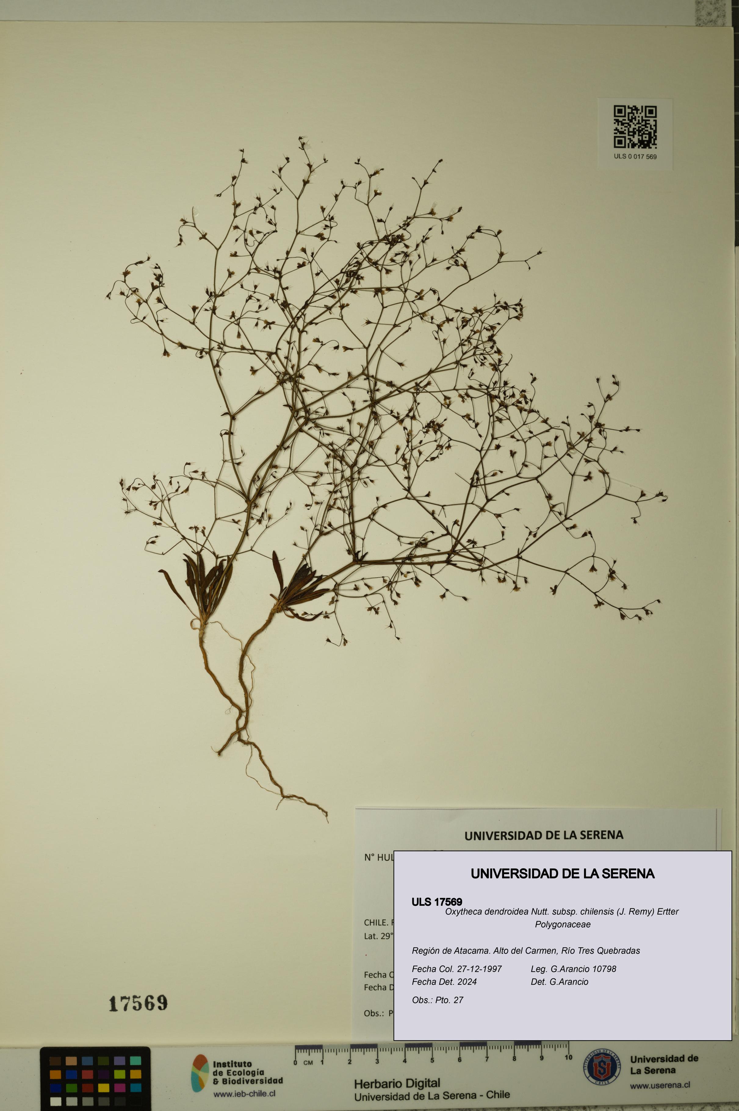 Oxytheca dendroidea subsp. chilensis [Espécimen: ULS:ULS:0017569]