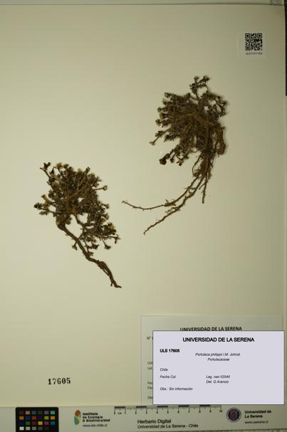 Portulaca philippii [Espécimen: ULS:ULS:0017605]