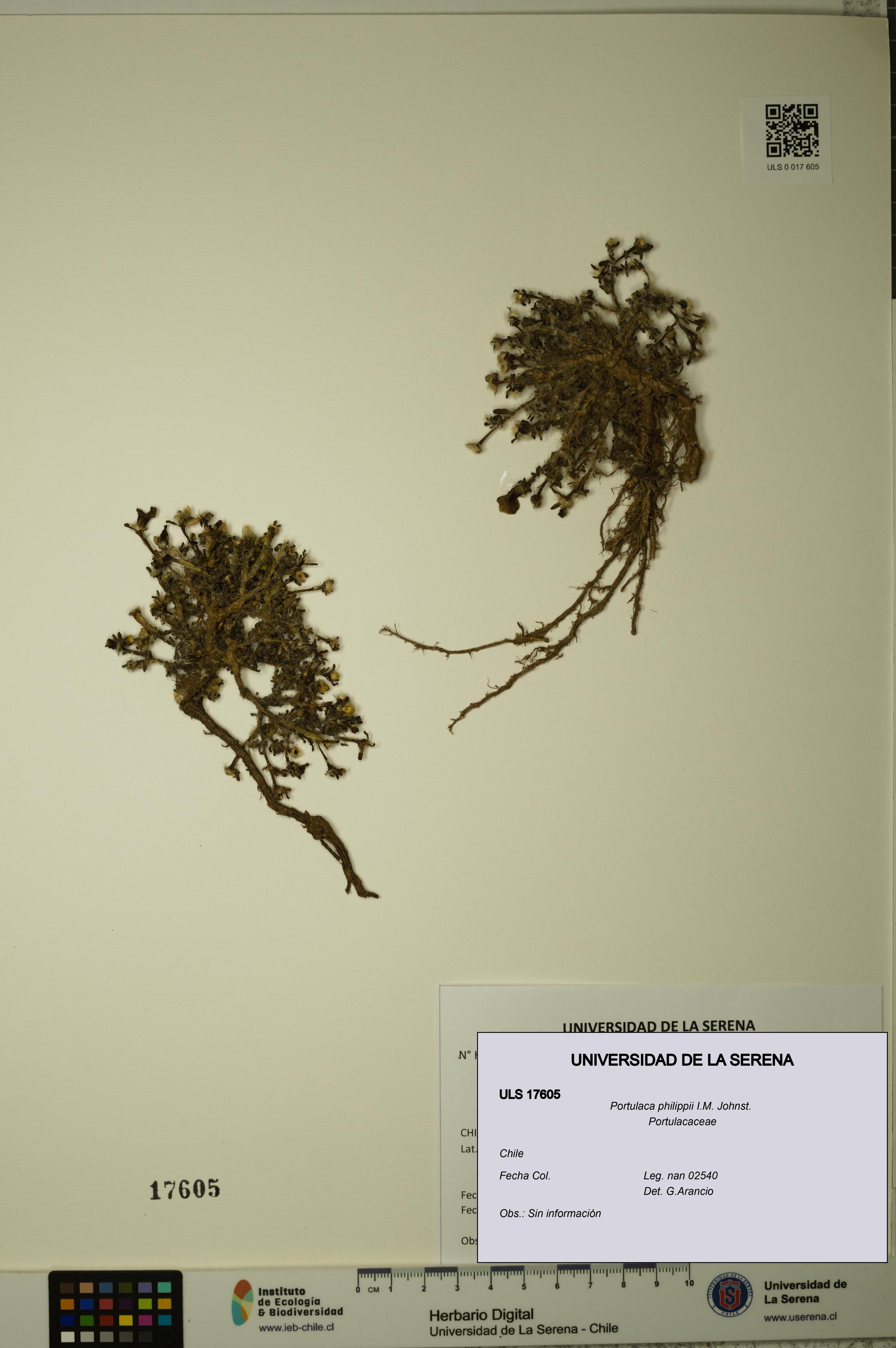 Portulaca philippii [Espécimen: ULS:ULS:0017605]
