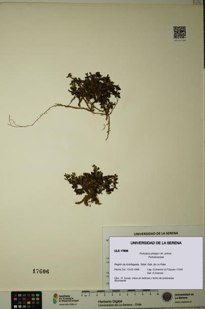 Portulaca philippii [Espécimen: ULS:ULS:0017606]