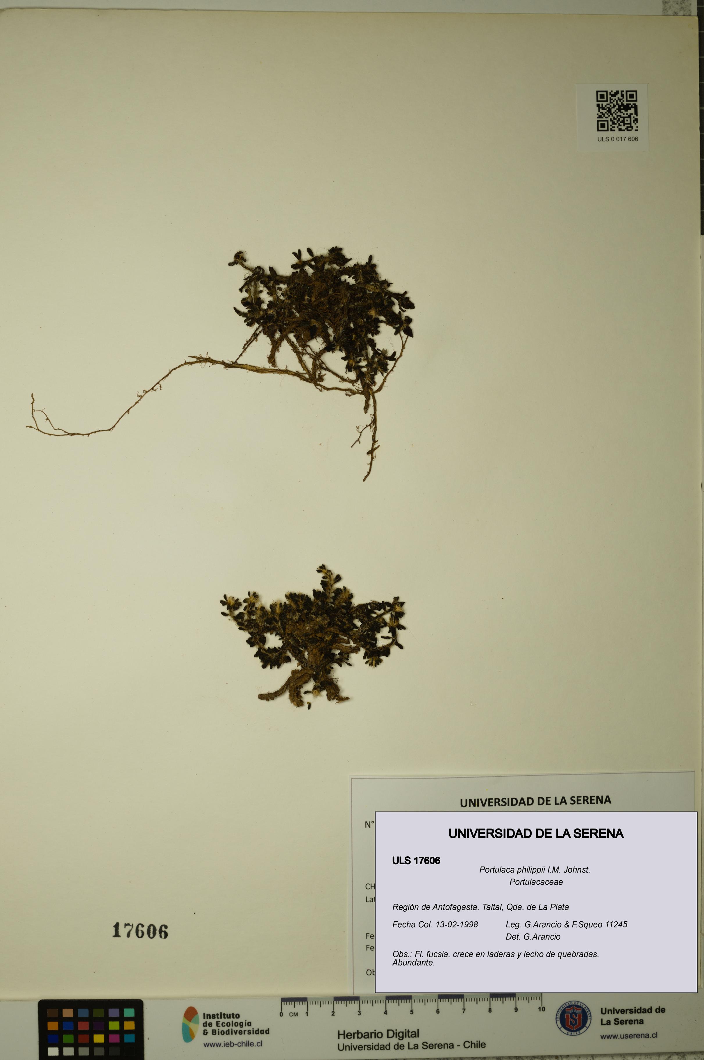 Portulaca philippii [Espécimen: ULS:ULS:0017606]
