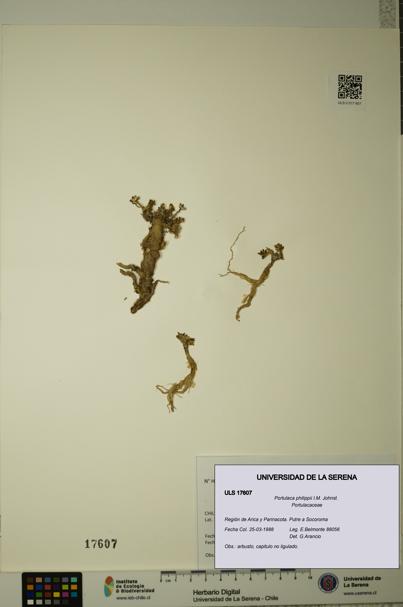 Portulaca philippii [Espécimen: ULS:ULS:0017607]