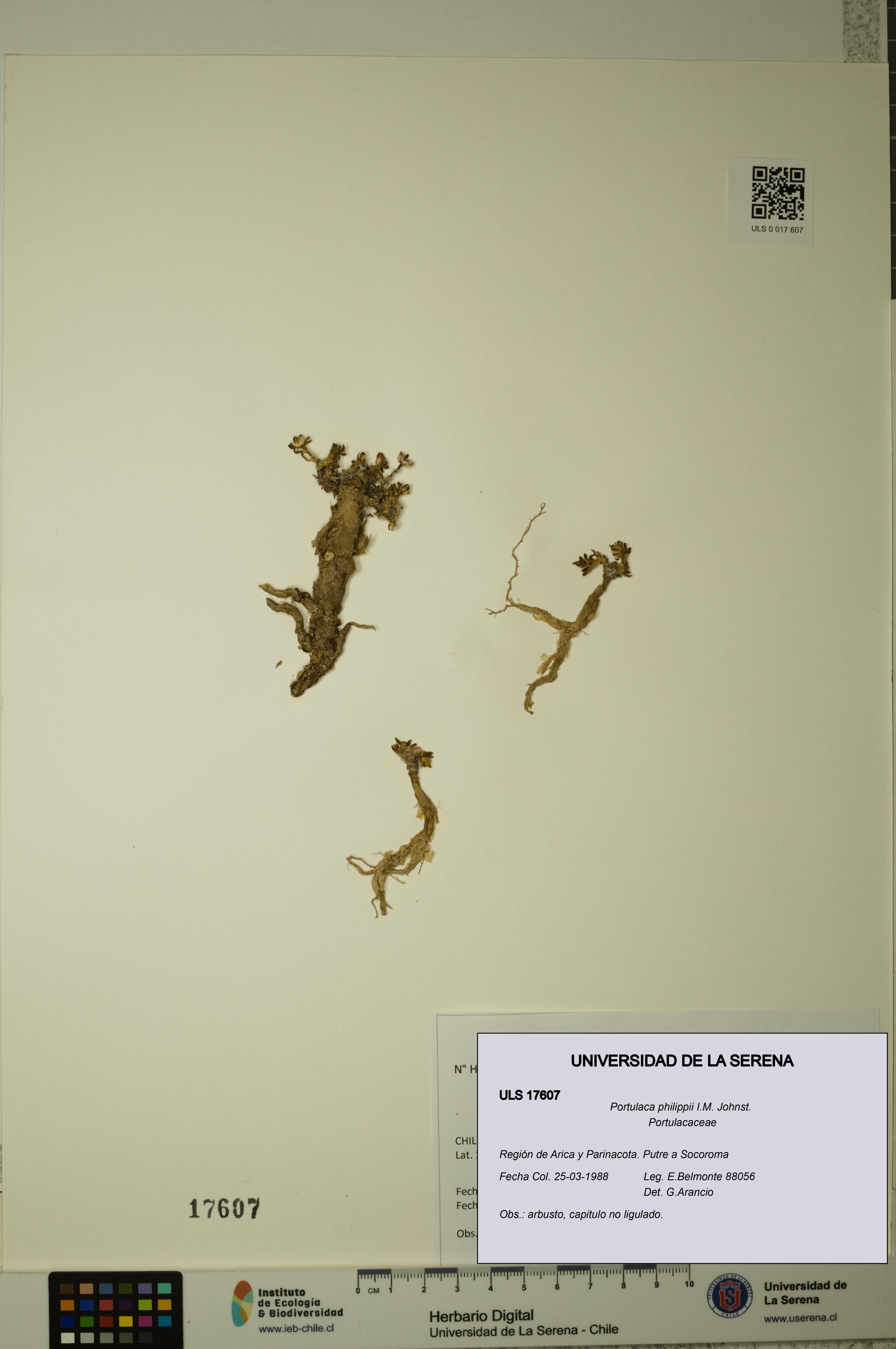 Portulaca philippii [Espécimen: ULS:ULS:0017607]