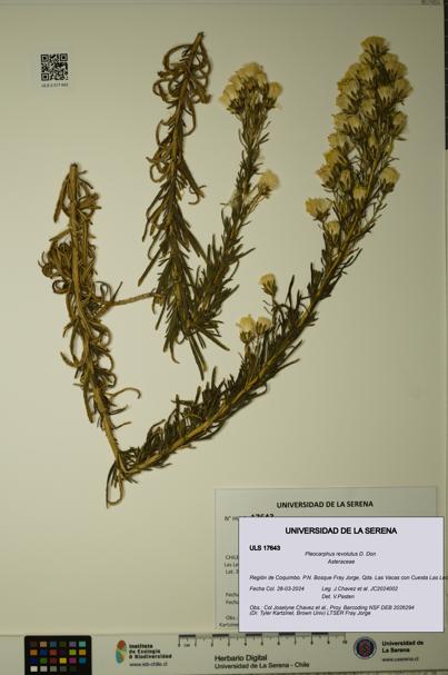 Pleocarphus revolutus [Espécimen: ULS:ULS:0017643]