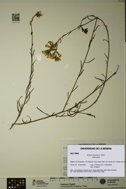 Senecio murorum [Espécimen: ULS:ULS:0017644]