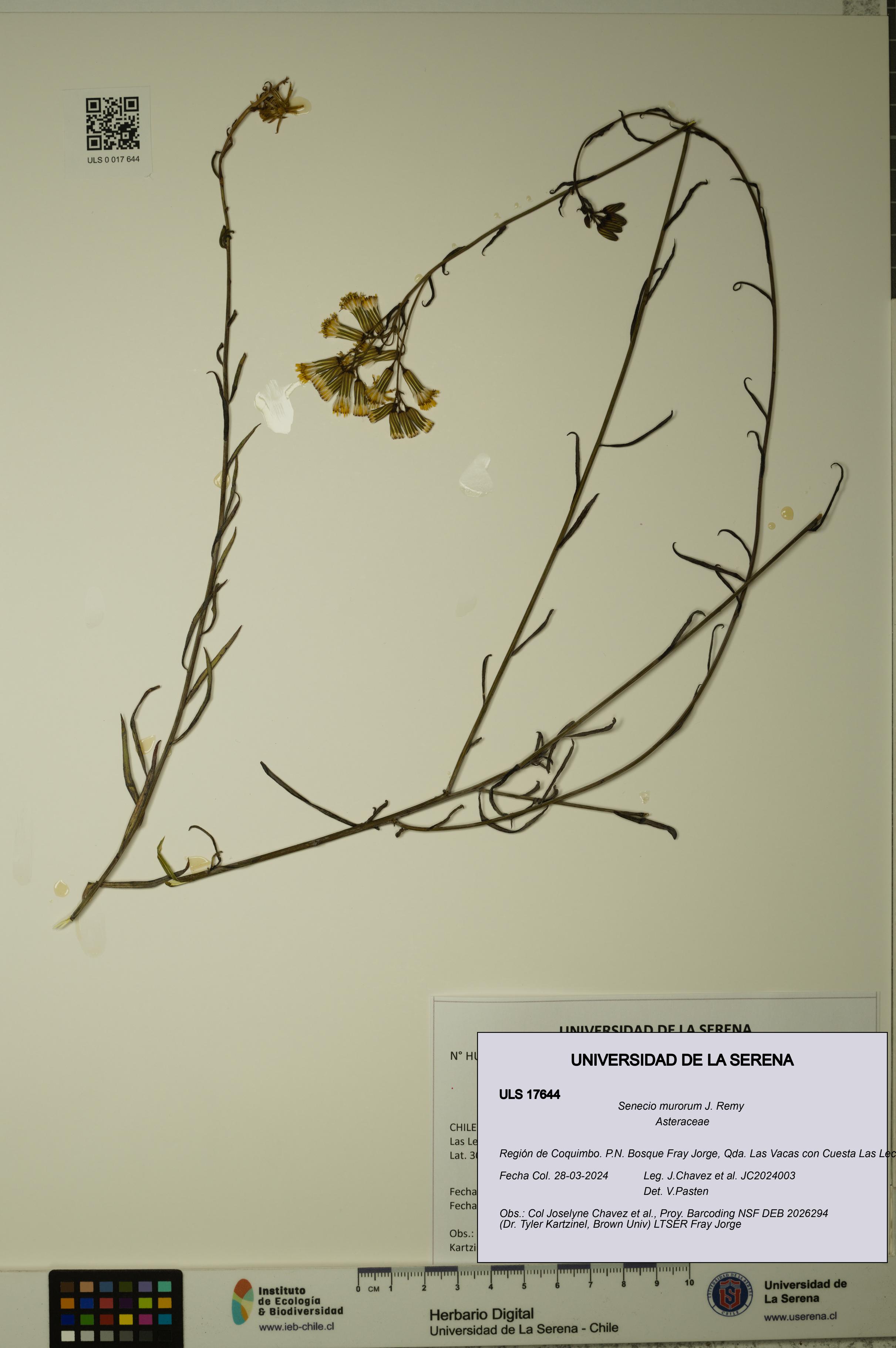 Senecio murorum [Espécimen: ULS:ULS:0017644]