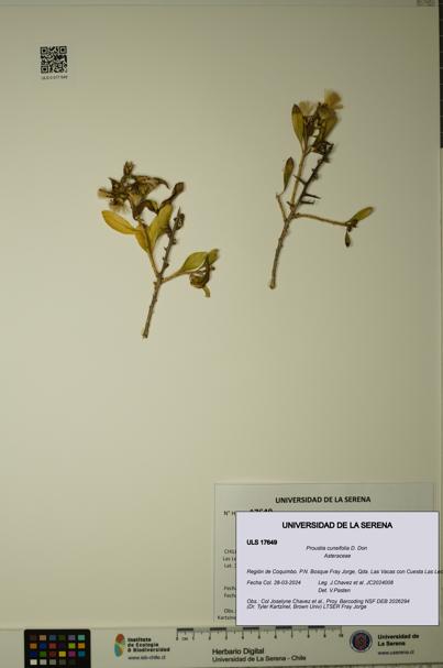 Proustia cuneifolia [Espécimen: ULS:ULS:0017649]