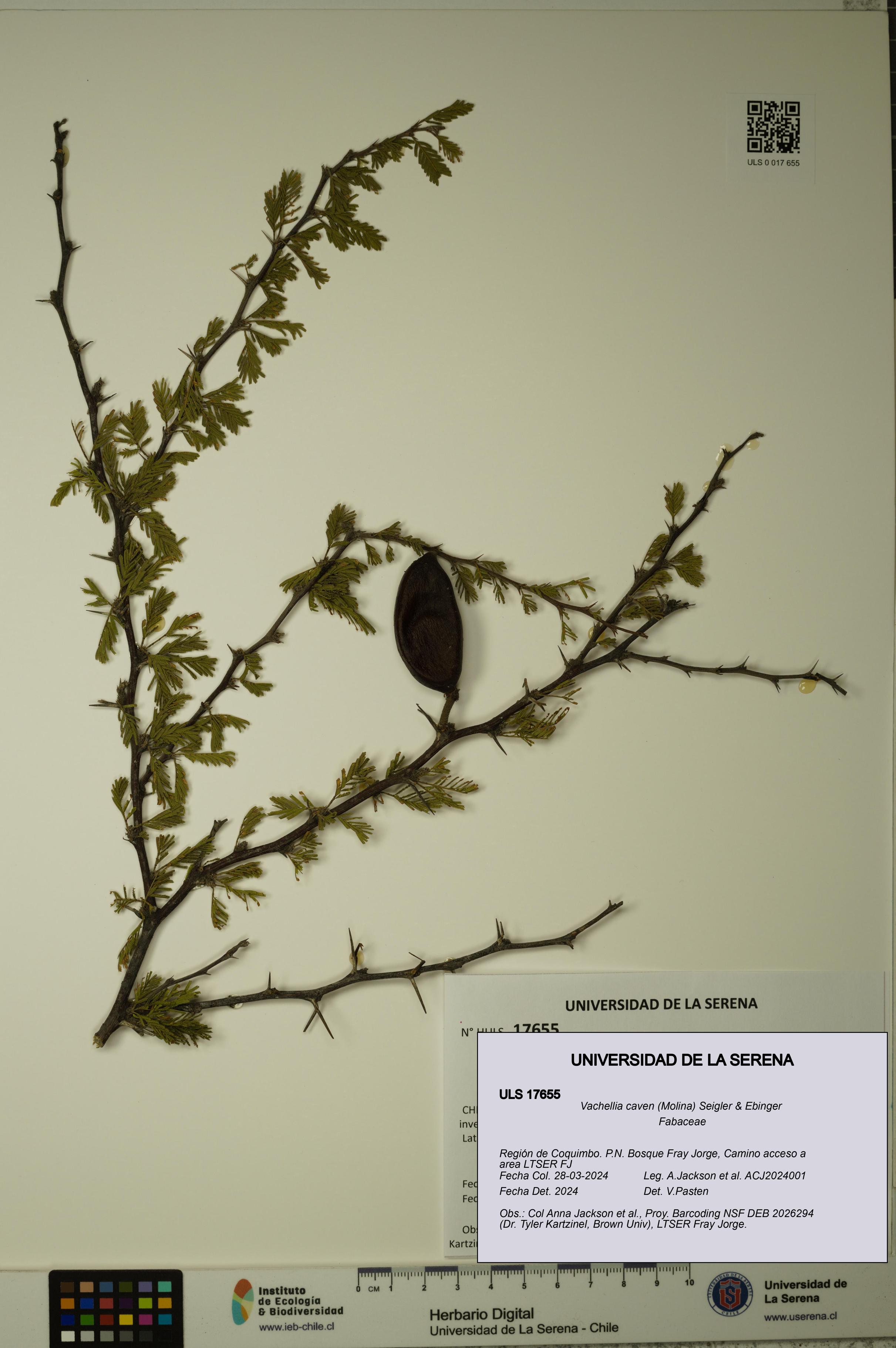 Vachellia caven [Espécimen: ]