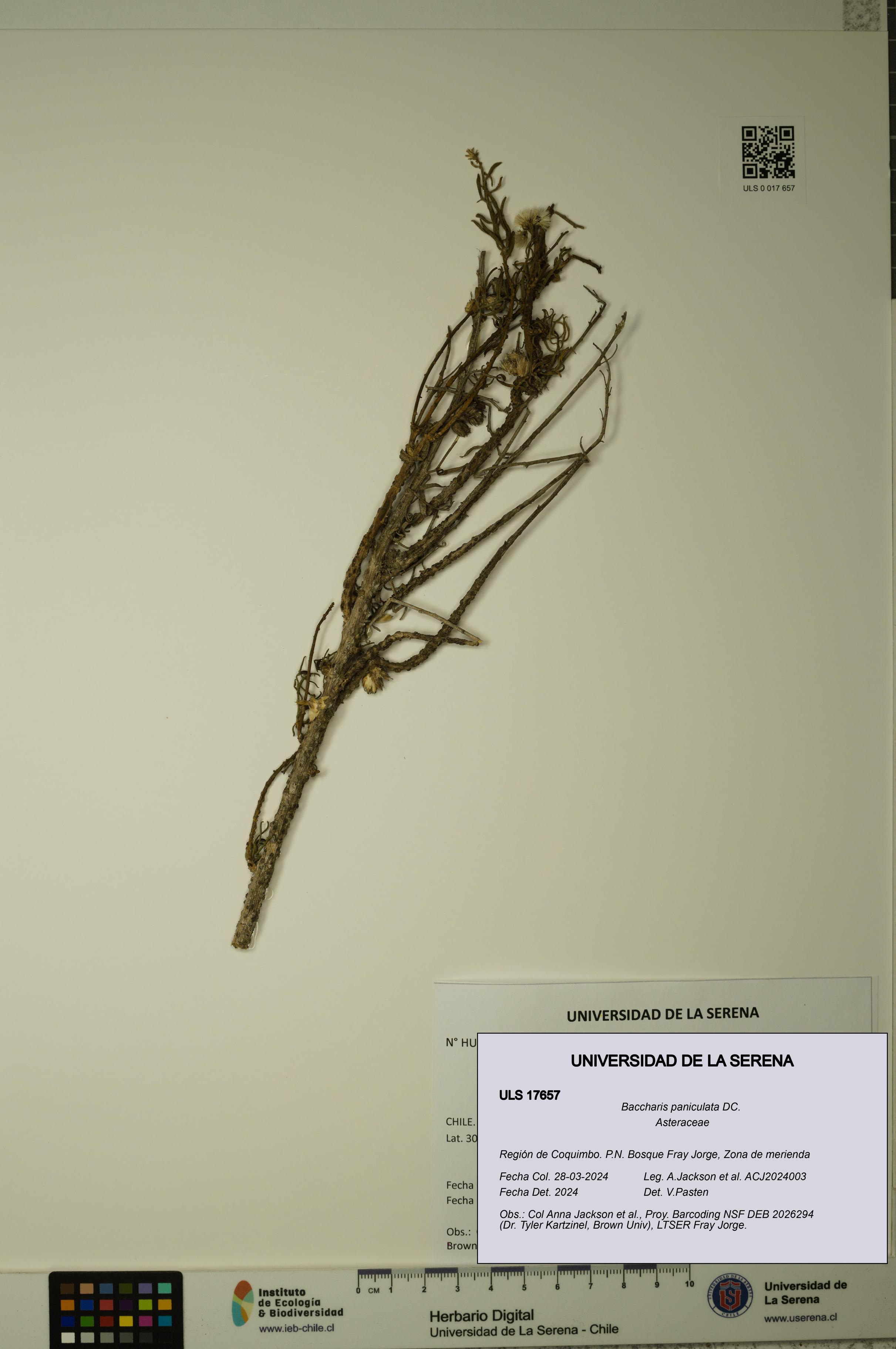 Baccharis paniculata [Espécimen: ]