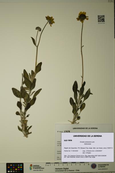Encelia canescens [Espécimen: ULS:ULS:0017678]