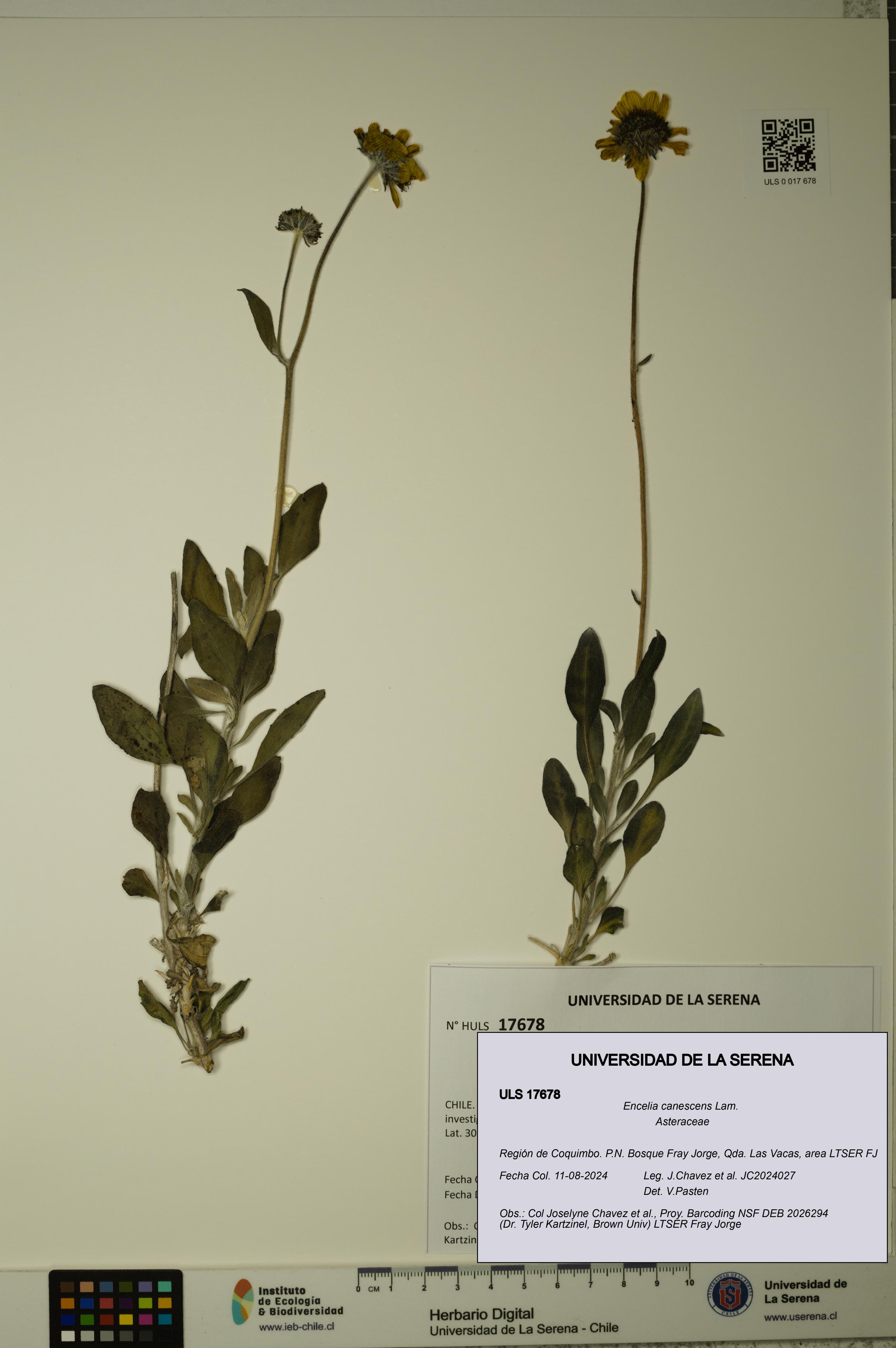 Encelia canescens [Espécimen: ULS:ULS:0017678]