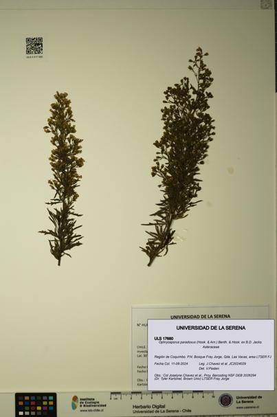 Ophryosporus paradoxus [Espécimen: ULS:ULS:0017680]