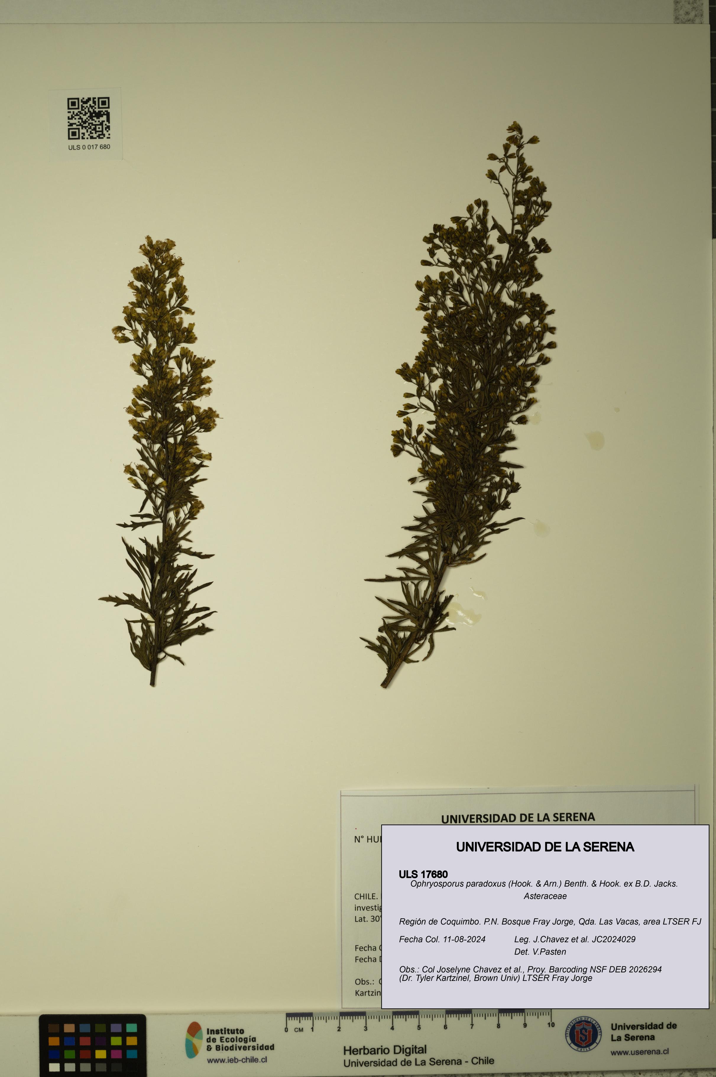 Ophryosporus paradoxus [Espécimen: ULS:ULS:0017680]