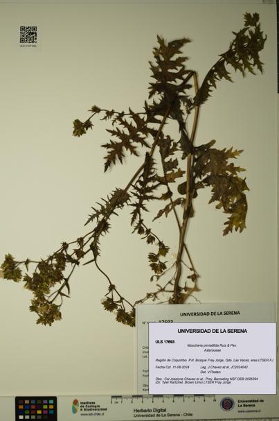 Moscharia pinnatifida [Espécimen: ULS:ULS:0017693]