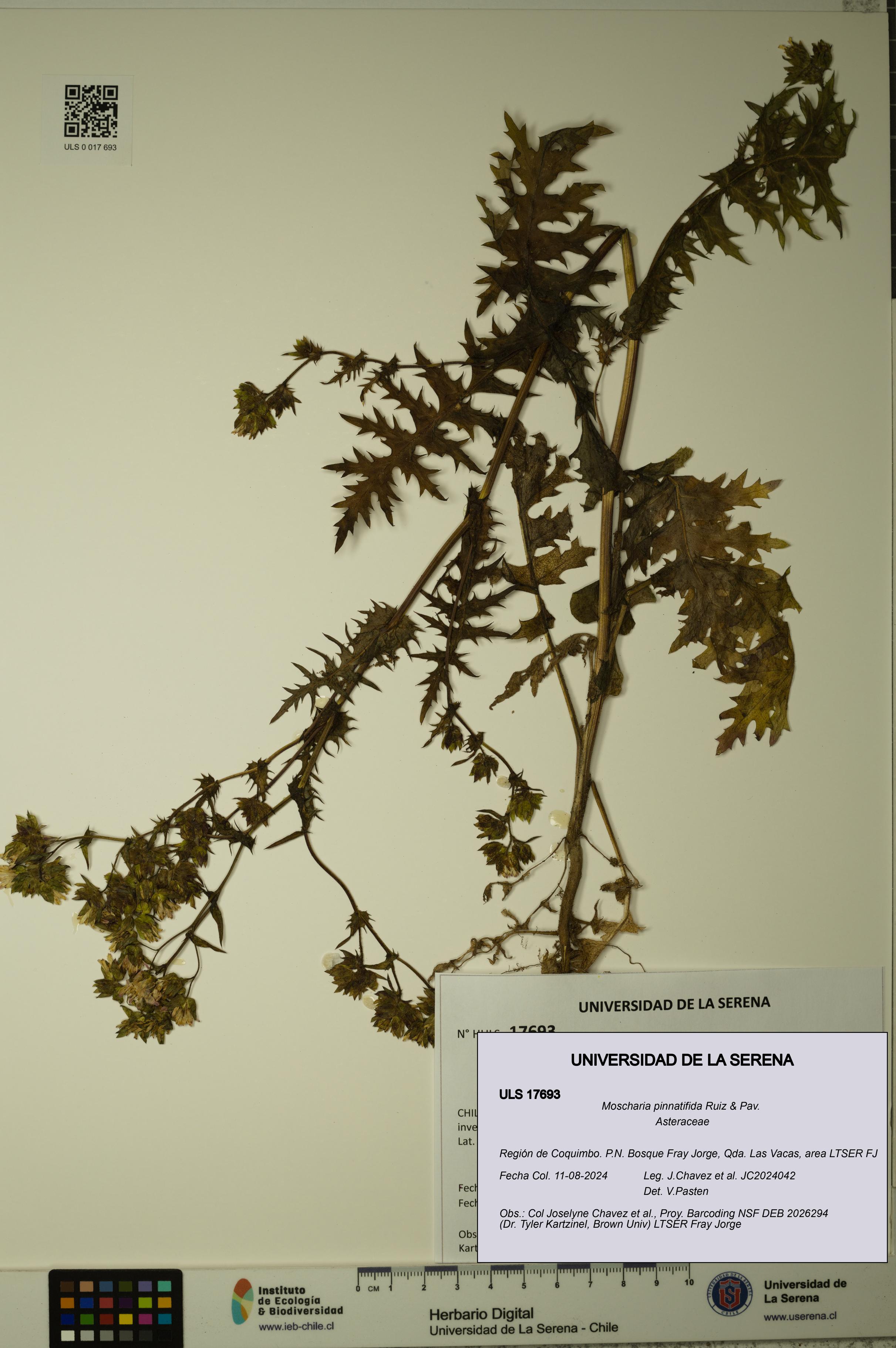 Moscharia pinnatifida [Espécimen: ULS:ULS:0017693]