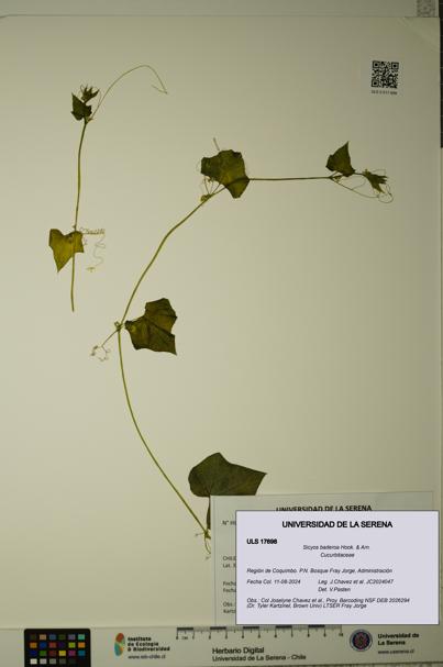 Sicyos baderoa [Espécimen: ULS:ULS:0017698]