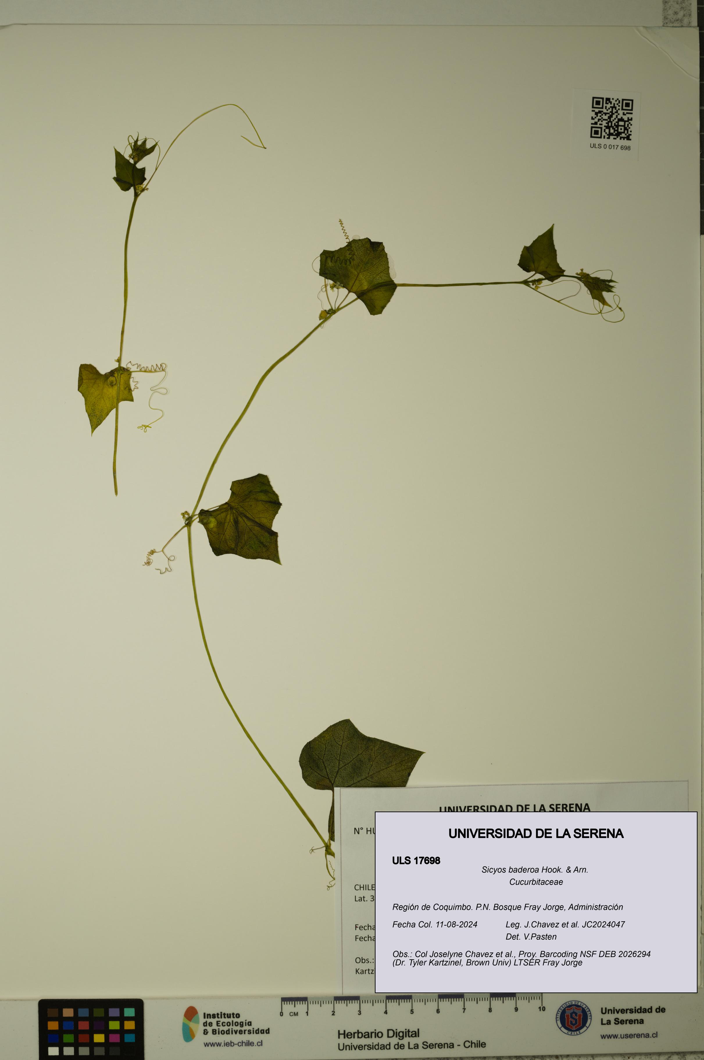 Sicyos baderoa [Espécimen: ULS:ULS:0017698]