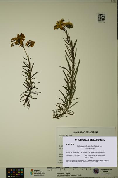 Heliotropium stenophyllum [Espécimen: ULS:ULS:0017706]