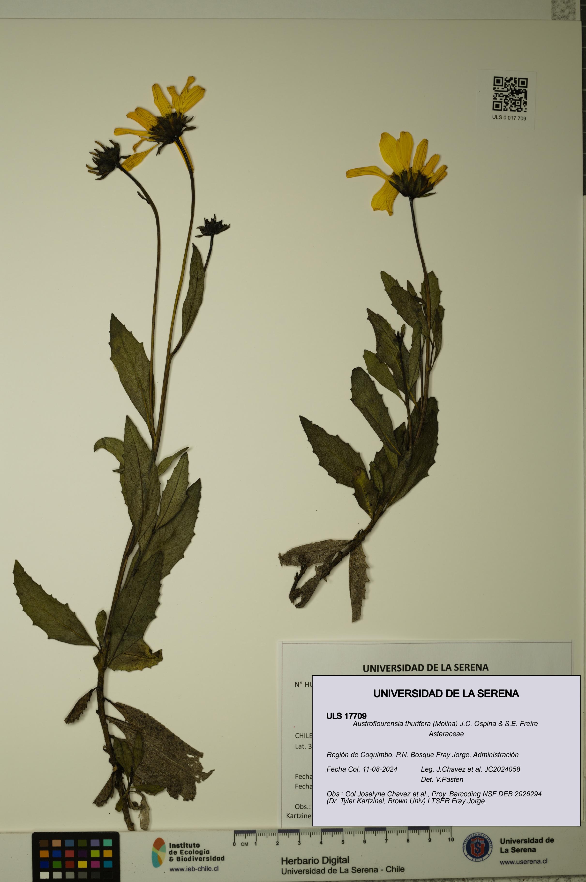 Austroflourensia thurifera [Espécimen: ULS:ULS:0017709]