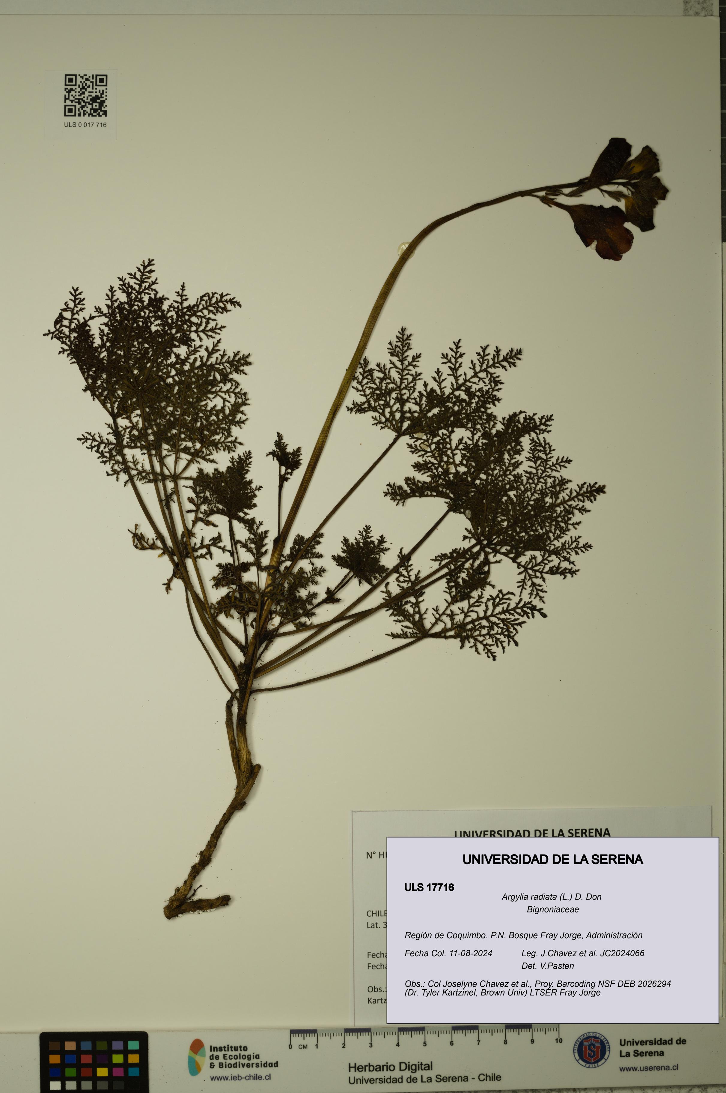 Argylia radiata [Espécimen: ULS:ULS:0017716]