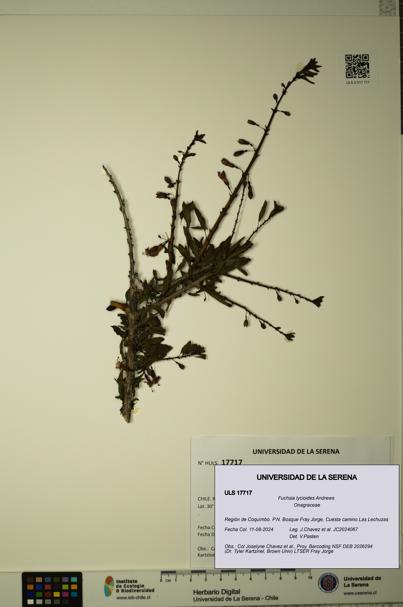Fuchsia lycioides [Espécimen: ULS:ULS:0017717]