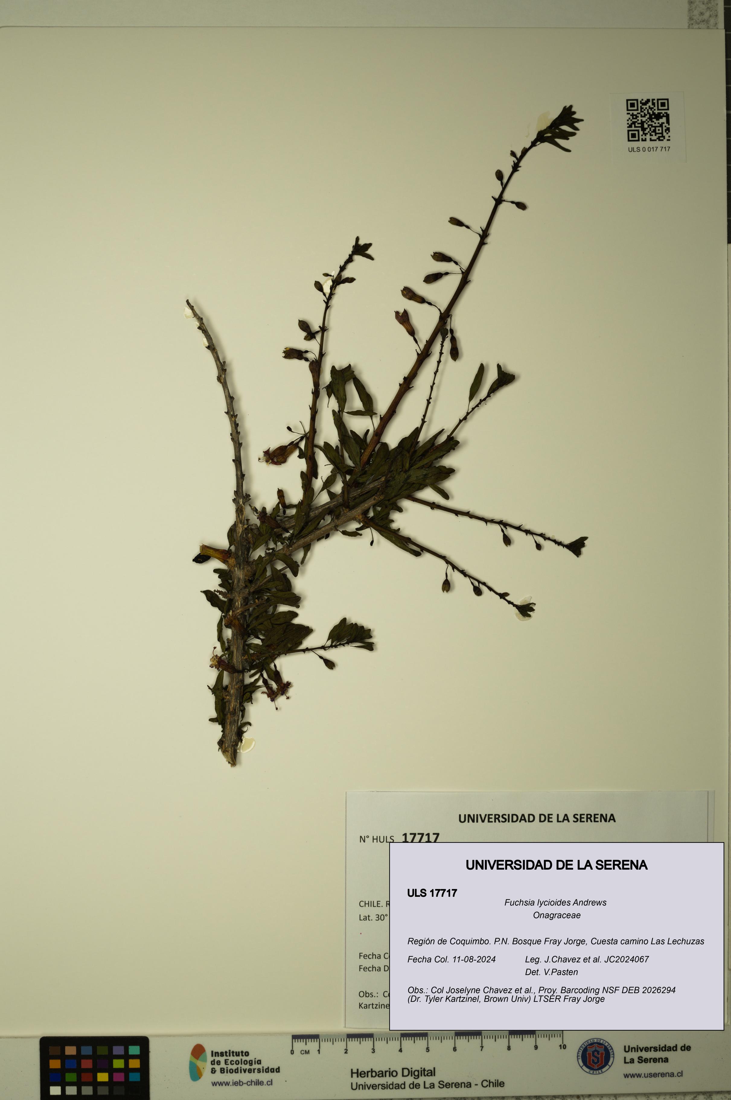 Fuchsia lycioides [Espécimen: ULS:ULS:0017717]