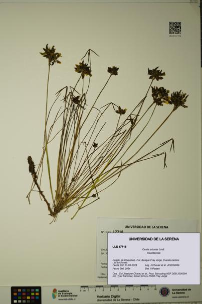 Oxalis tortuosa [Espécimen: ]