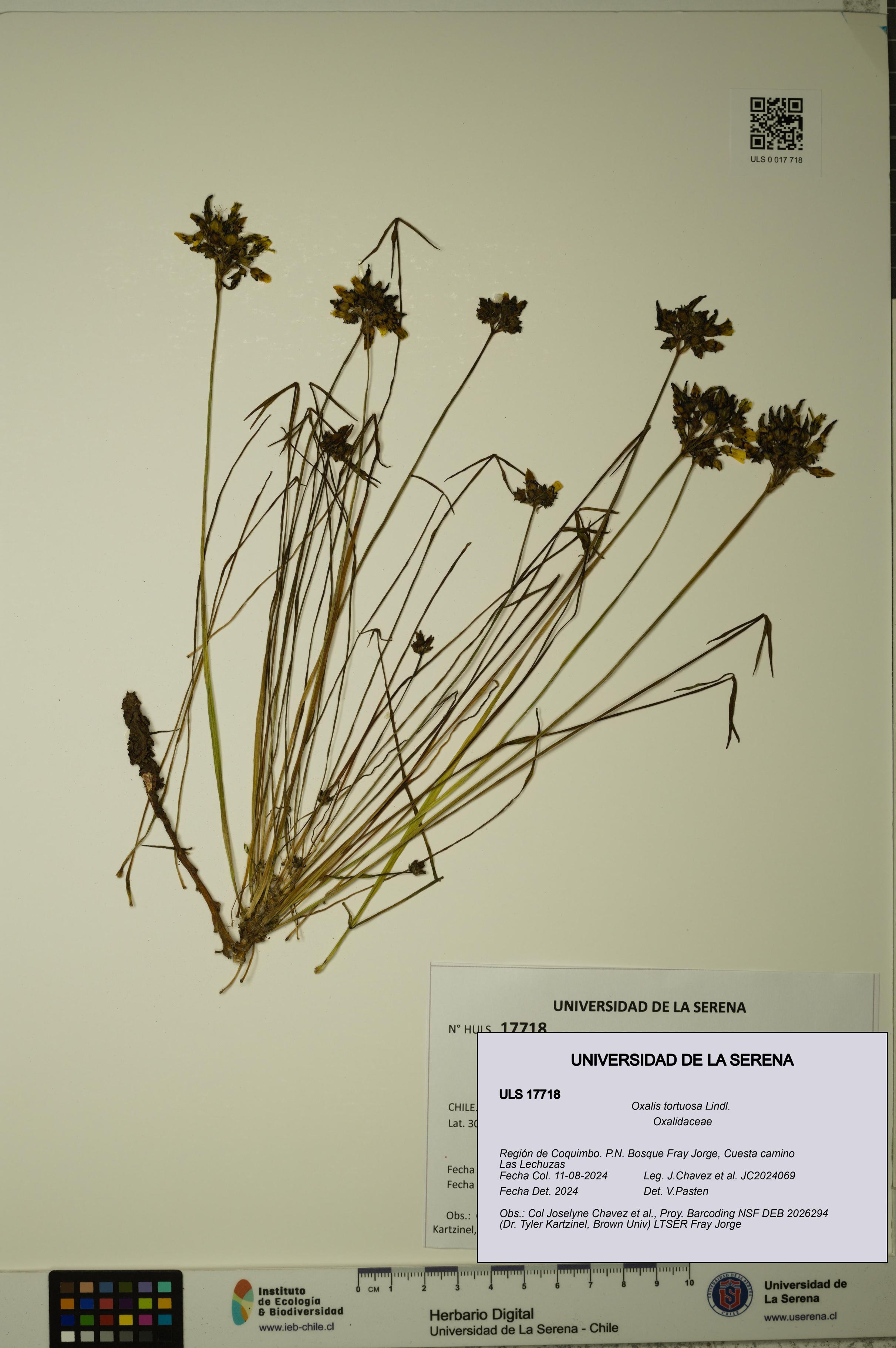 Oxalis tortuosa [Espécimen: ]