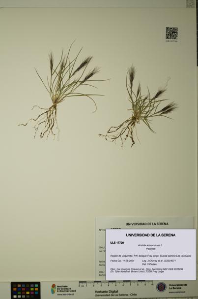 Aristida adscensionis [Espécimen: ULS:ULS:0017720]