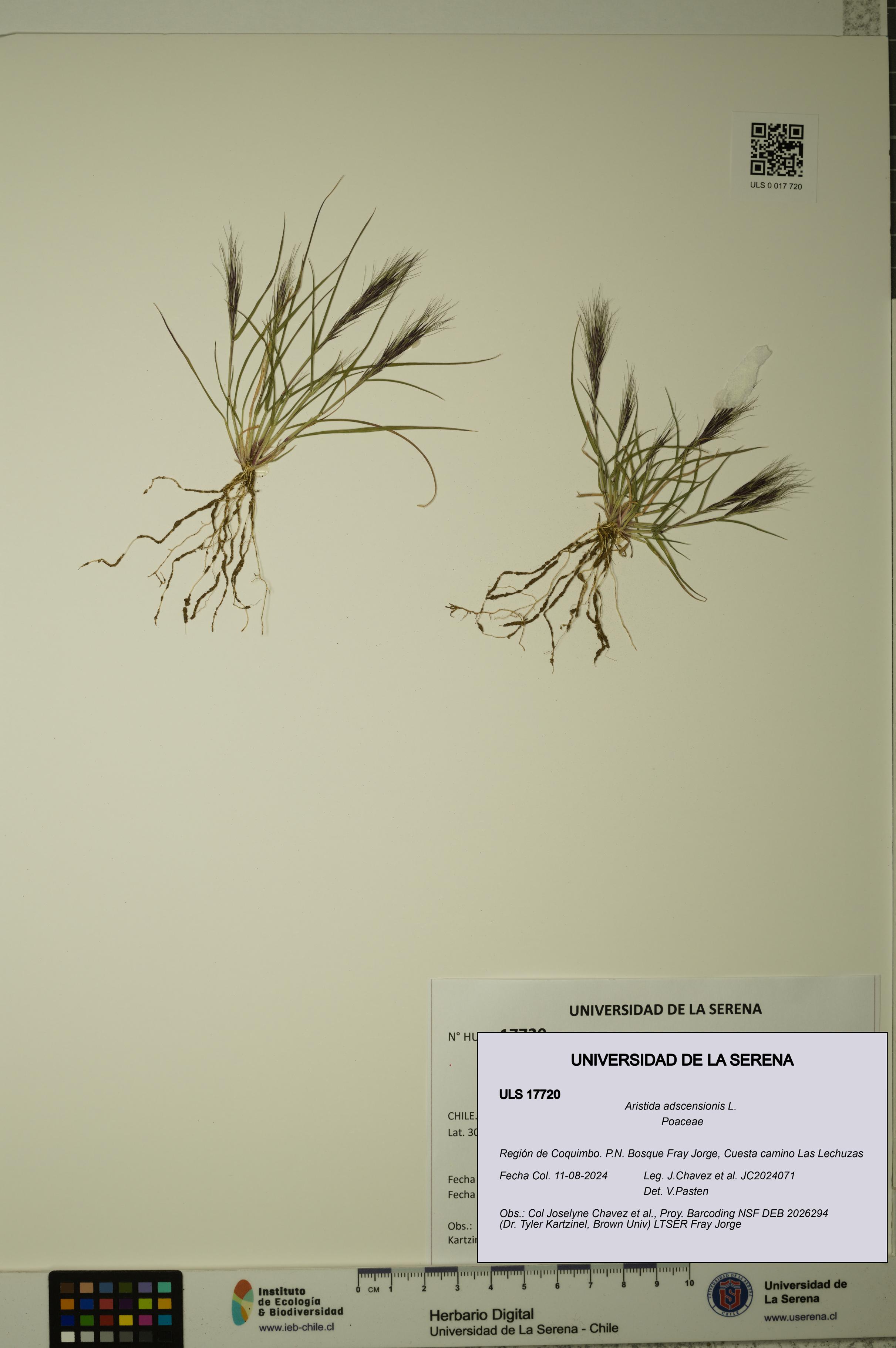 Aristida adscensionis [Espécimen: ULS:ULS:0017720]