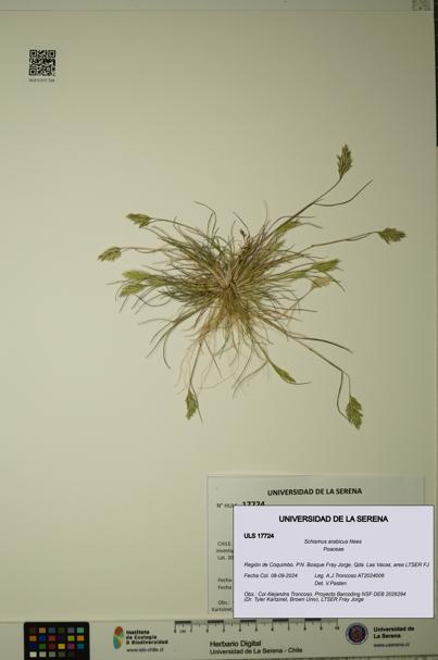 Schismus arabicus [Espécimen: ULS:ULS:0017724]