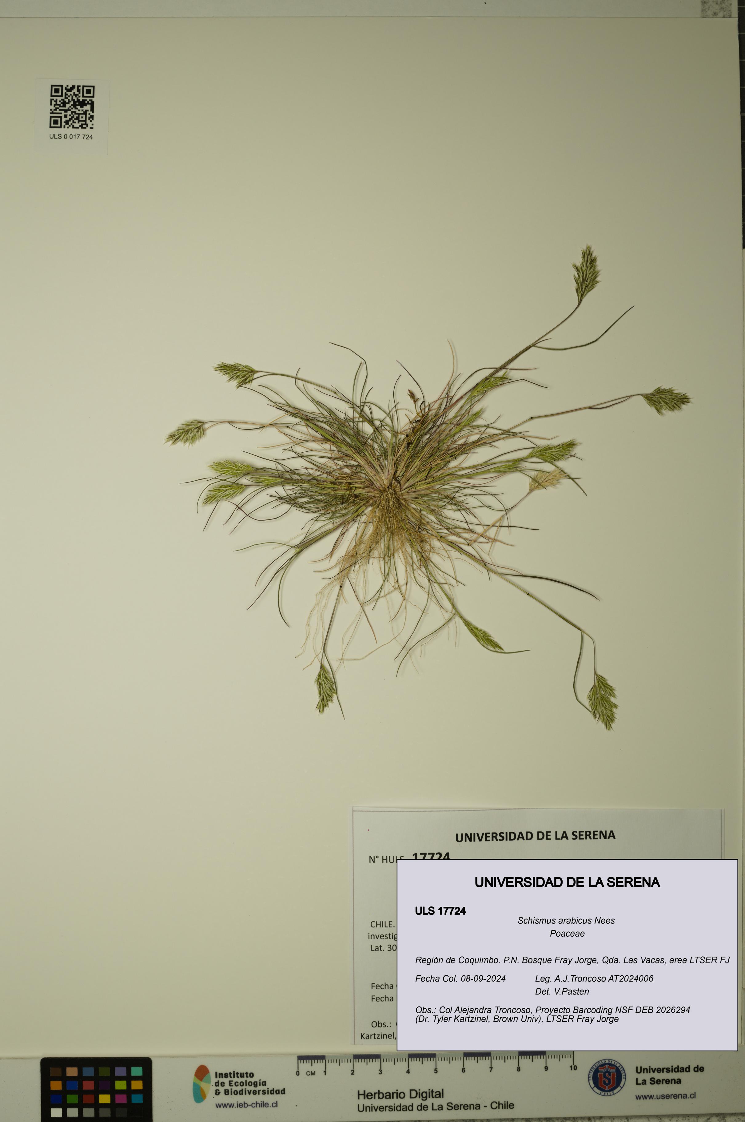 Schismus arabicus [Espécimen: ULS:ULS:0017724]