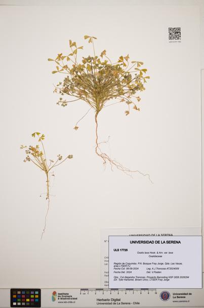 Oxalis laxa var. laxa [Espécimen: ]