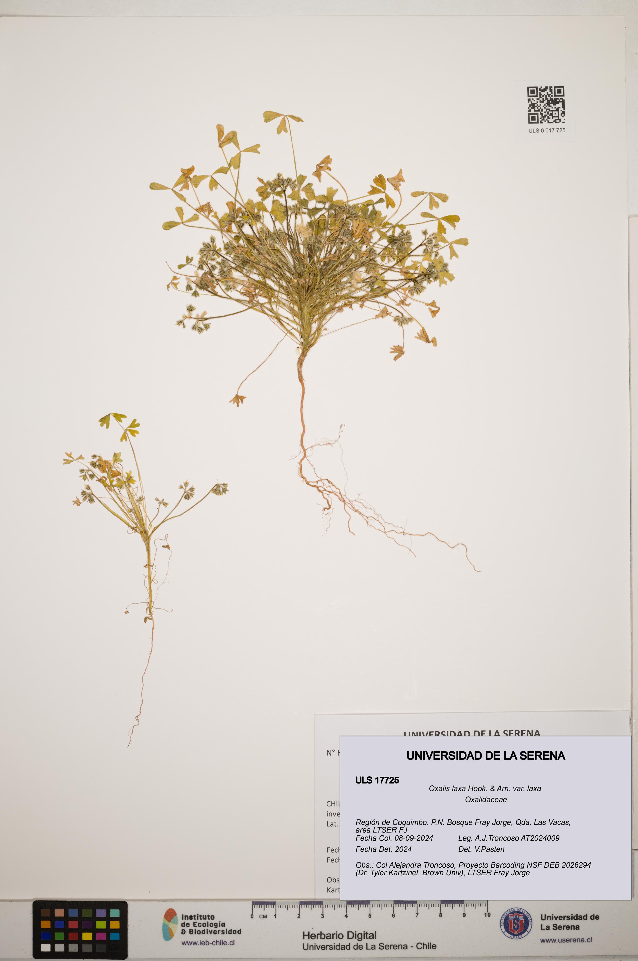 Oxalis laxa var. laxa [Espécimen: ]