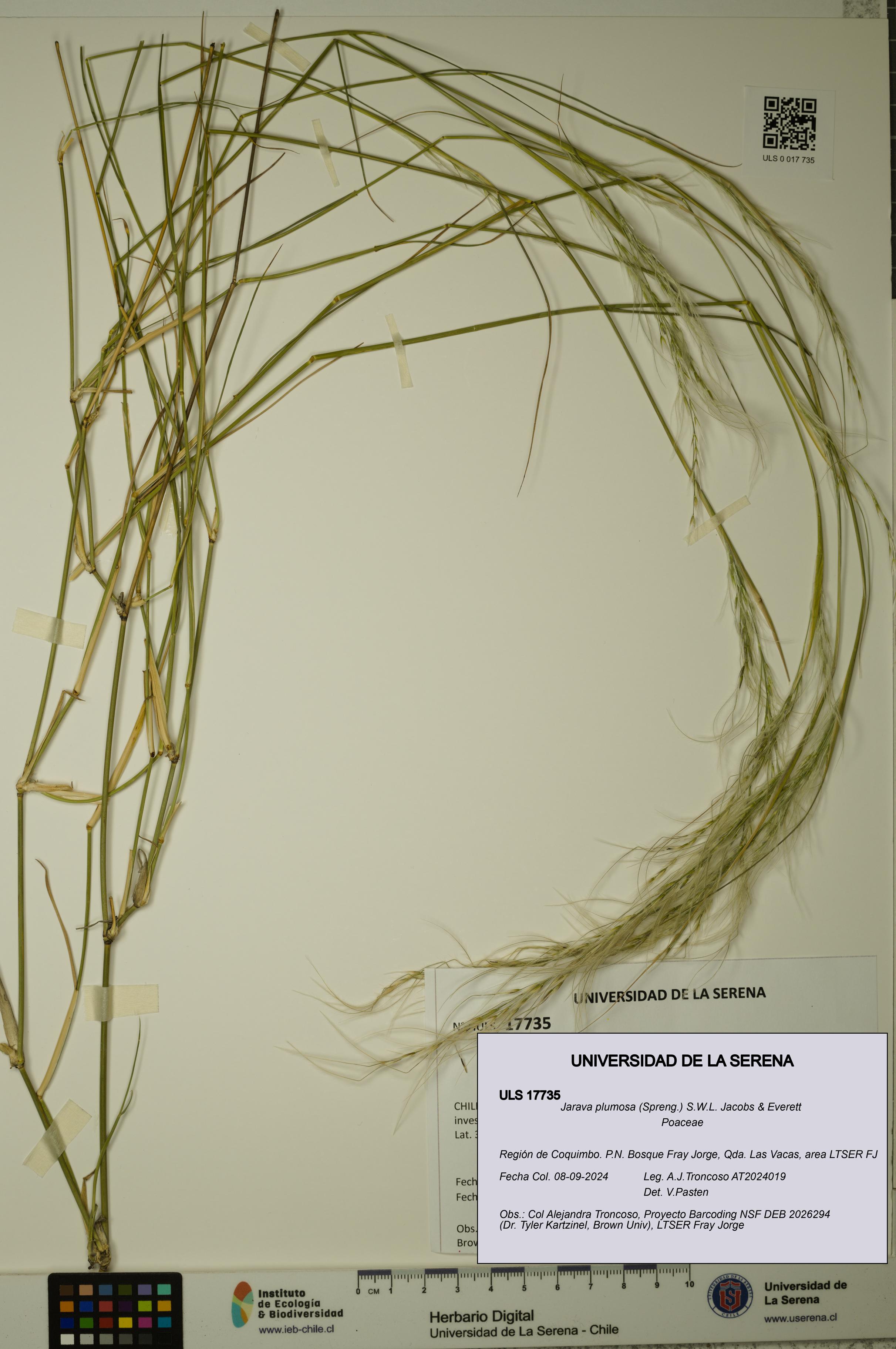 Jarava plumosa [Espécimen: ULS:ULS:0017735]