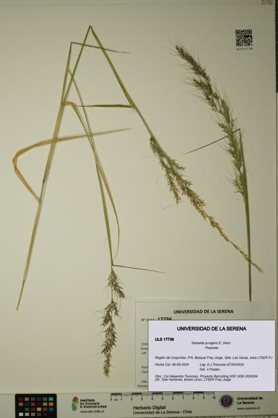 Nassella pungens [Espécimen: ULS:ULS:0017736]