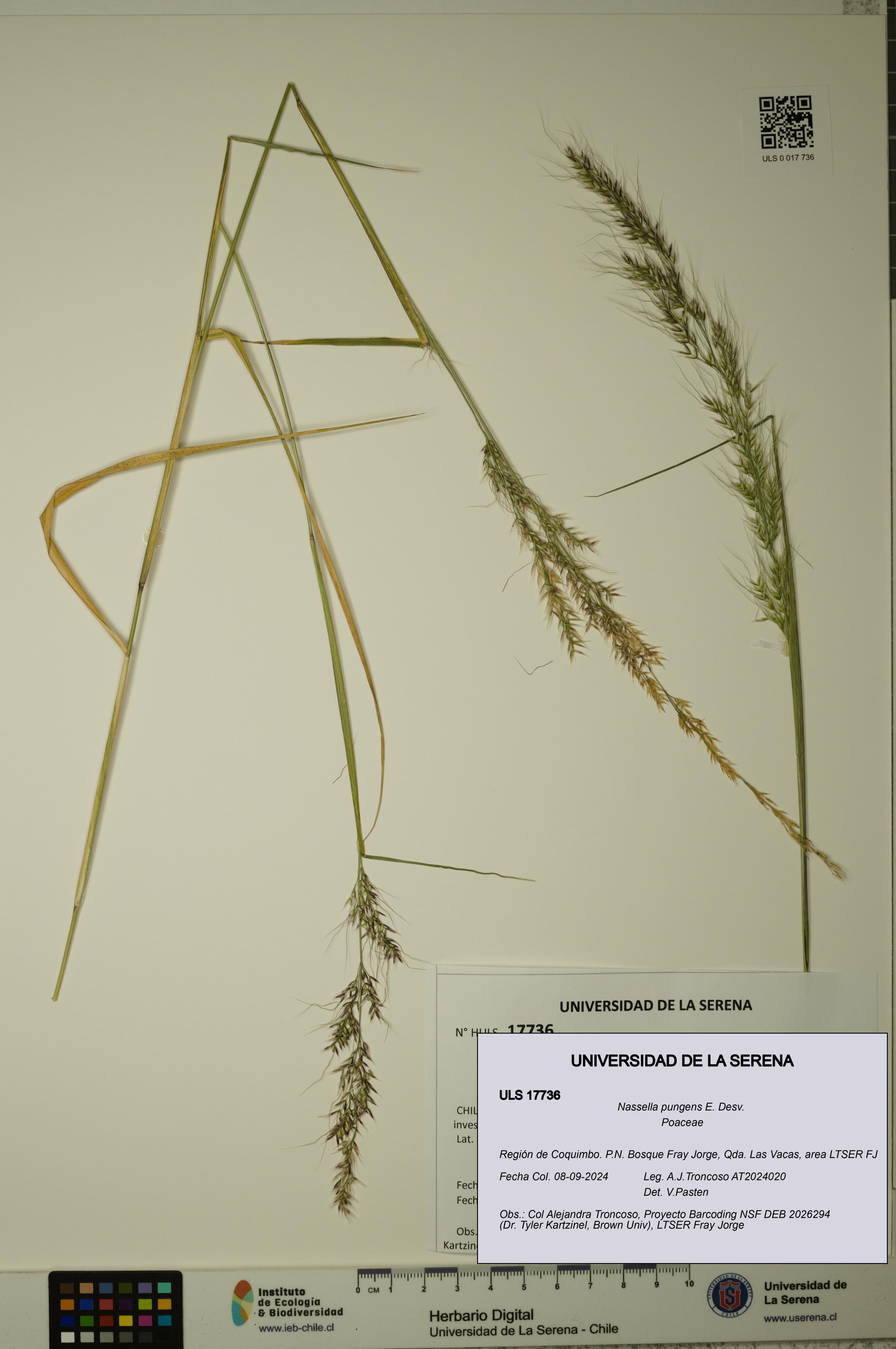 Nassella pungens [Espécimen: ULS:ULS:0017736]