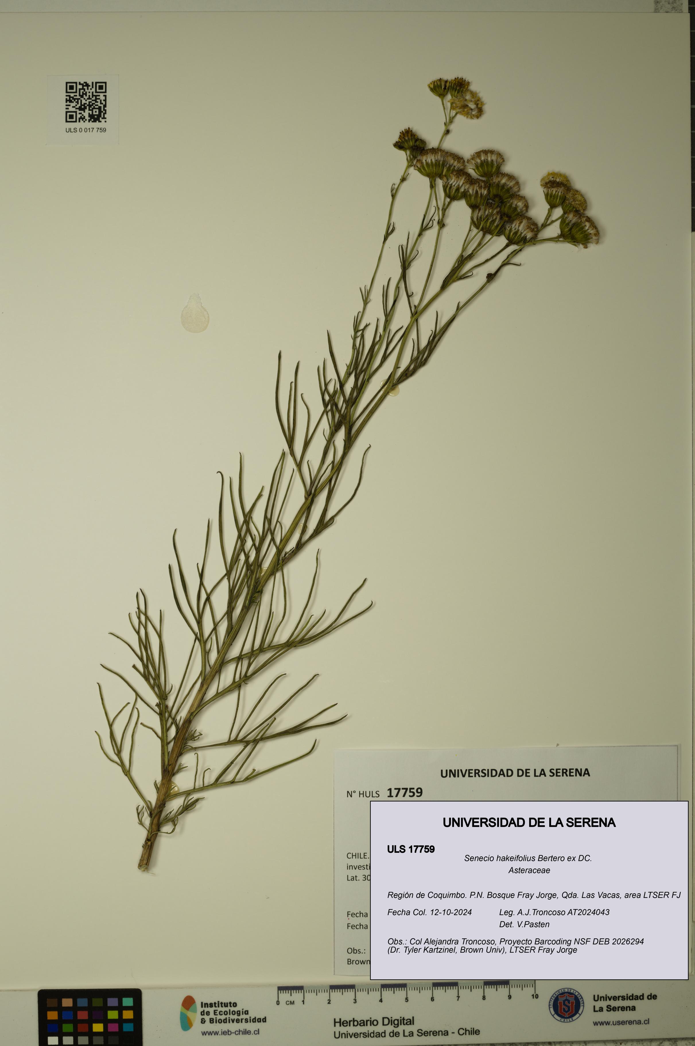 Senecio hakeifolius [Espécimen: ULS:ULS:0017759]