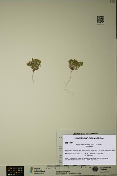 Gamochaeta oligantha [Espécimen: ULS:ULS:0017761]