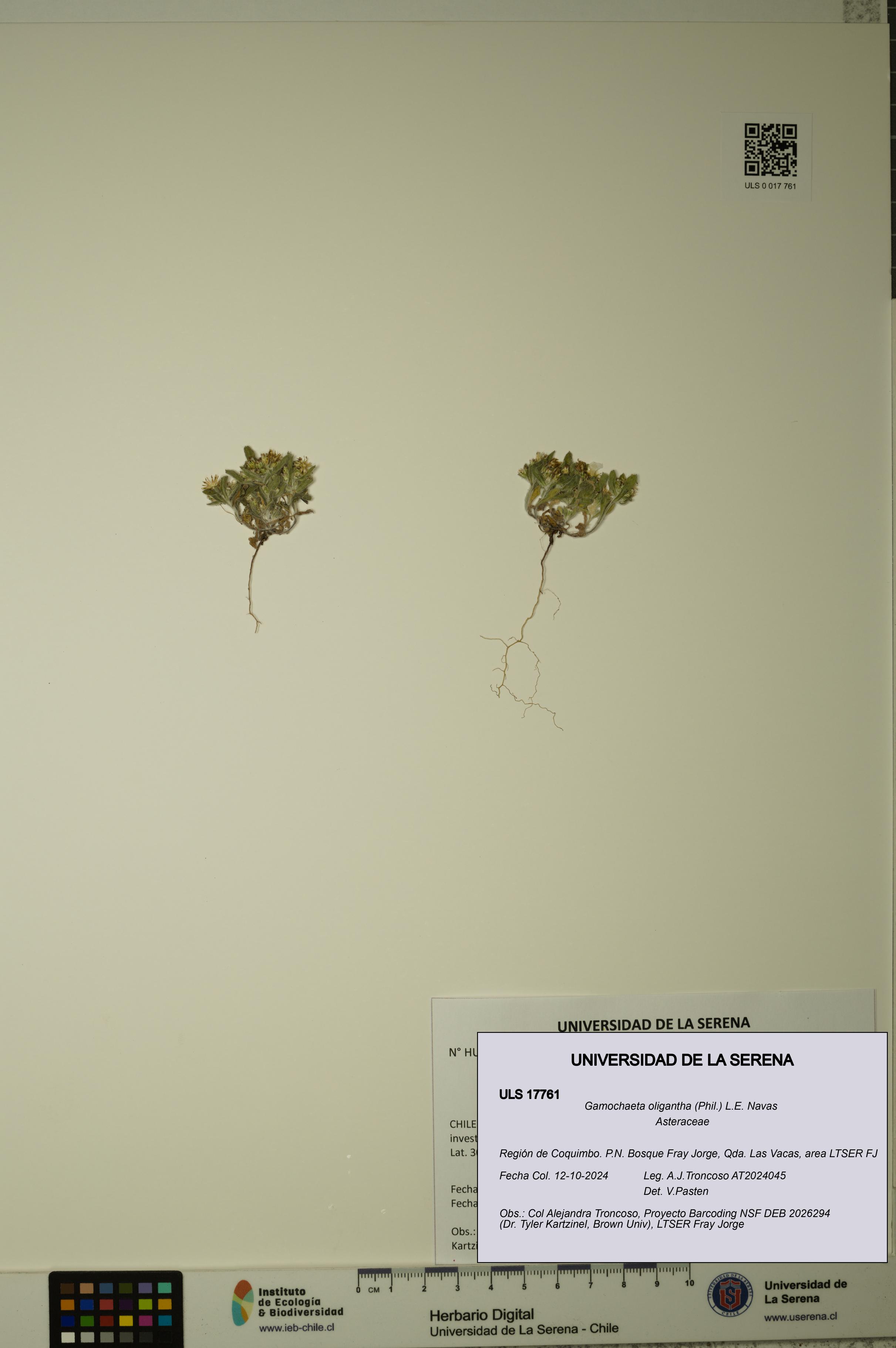 Gamochaeta oligantha [Espécimen: ULS:ULS:0017761]