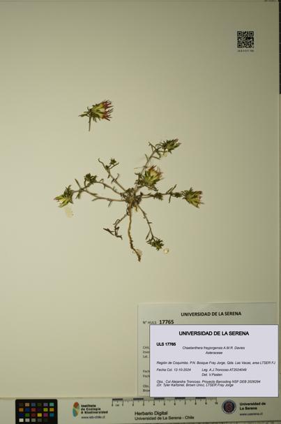 Chaetanthera frayjorgensis [Espécimen: ULS:ULS:0017765]