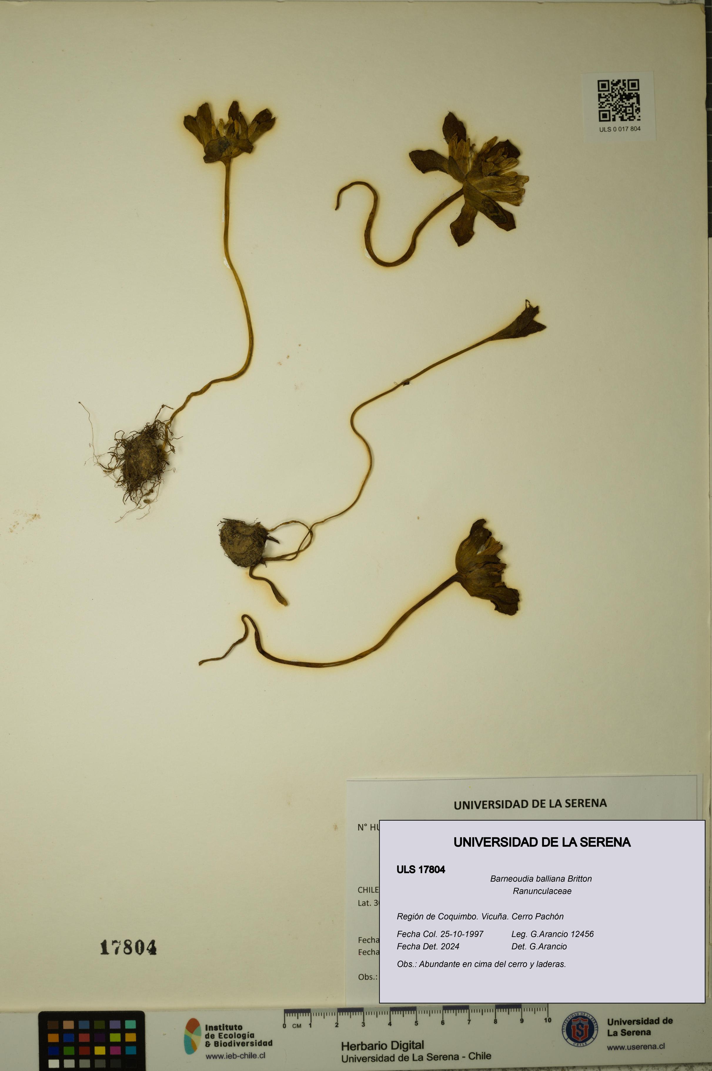 Barneoudia balliana [Espécimen: ]